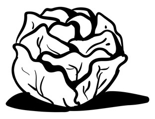 Poster - Cabbage drawing, illustration, vector on white background.