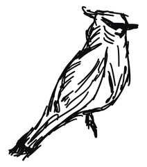 Sticker - Bird sketch, illustration, vector on white background.