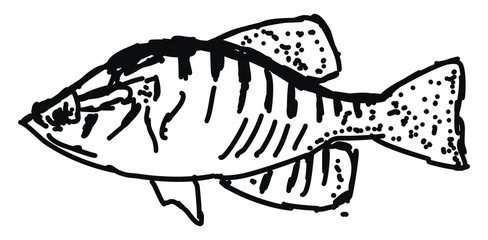 Sticker - Fish drawing, illustration, vector on white background.