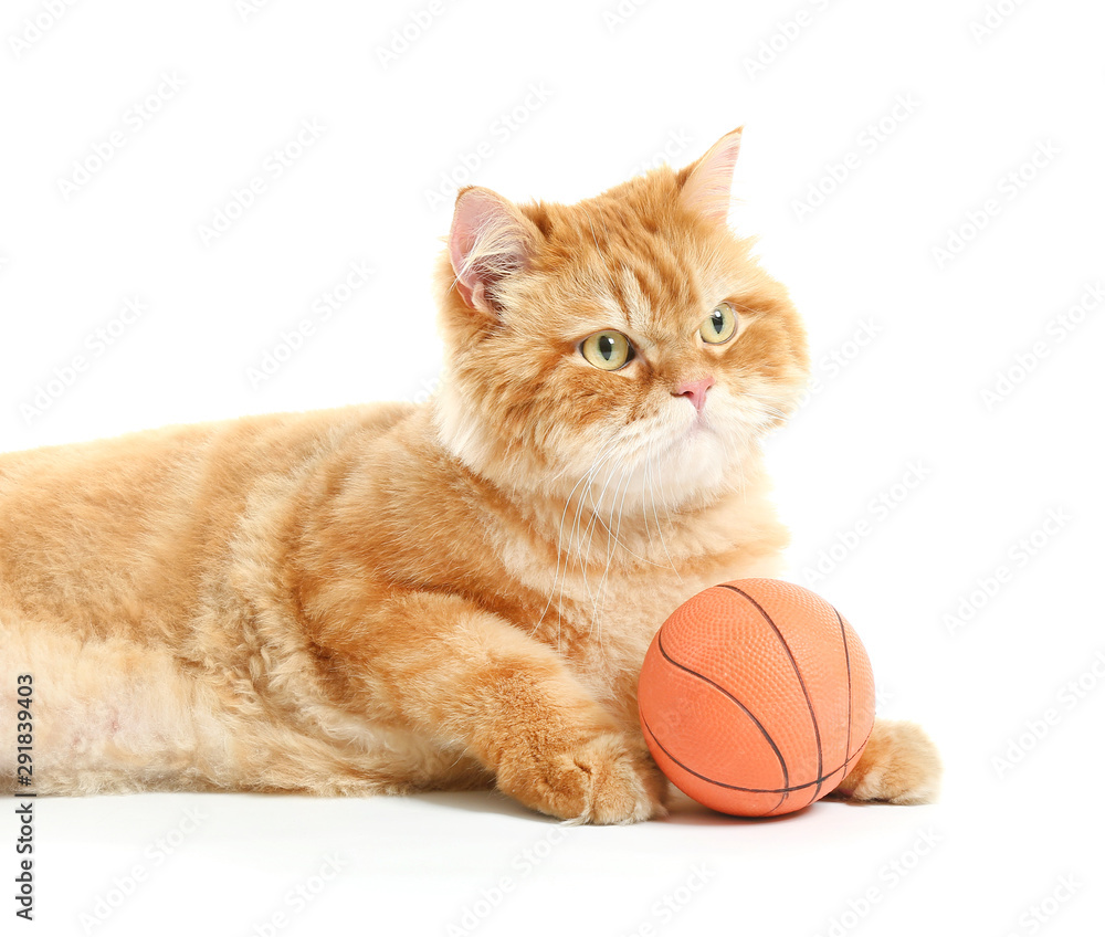 Cute red Persian cat with ball on white background