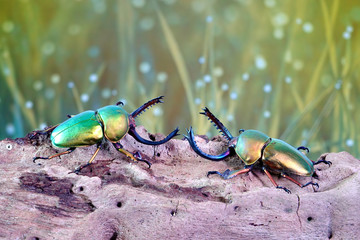 Wall Mural - Beetle : Sawtooth beetles (Lamprima adolphinae) or Stag beetles, one of world's most beautiful stag beetle. Selective focus, blurred background with copy space.
