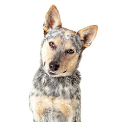 Wall Mural - Close-Up Attentive Cattle Dog Tilting Head