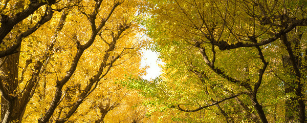 Wall Mural - Autumn yellow ginkgo trees background　黄色に色づく秋のイチョウ 背景