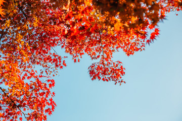 Wall Mural - Autumn red maple leaves and blue sky background