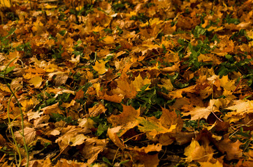 Canvas Print - bright maple leaves on ground in autumn