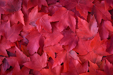 Naklejka wzór jesień natura tło