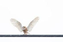 Owl On A Wire