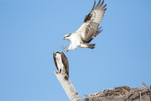 Osprey Landing