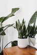© Lauren Edmonds/Stocksy - Textured Green Plants in Bright Mid Century Room