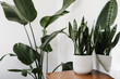 © Lauren Edmonds/Stocksy - Textured Green Plants in Bright Mid Century Room
