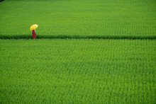 A Woman With Red Dress And Yellow Umbrella Walking Through A Beautiful Organic Rice Fields In Yilan, Taiwan.
