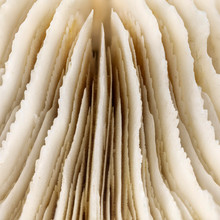 Mushroom Coral (Fungia) CloseUp