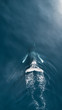 © Yakov Knyazev/Stocksy - Majestic whale swimming in crystal water