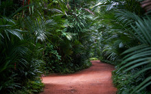 Red Dirt Road Runs Through Green Rainforest, Beautiful Scenery In Sri Lanka.