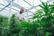 © Luis Velasco/Stocksy - Cannabis Farmer In His Greenhouse.