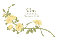 Sketch Floral Botany Collection. Yellow Rose Flower Drawings. Beautiful Line Art On White Backgrounds. Hand Drawn Botanical Illustrations.Vector.