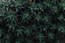 A Pattern Of Dark Green Succulents