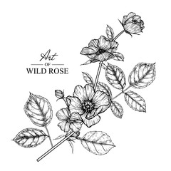 Sketch Floral Botany Collection. Rose flower drawings. Black and white with line art on white backgrounds. Hand Drawn Botanical Illustrations.Vector.