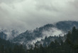 © Carolyn Lagattuta/Stocksy - Thick fog nestled in the mountains and trees