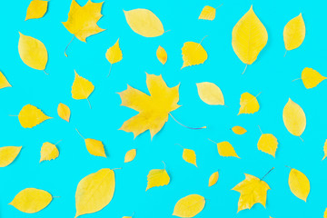 Poster - autumn yellow leaves on blue background