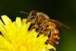 © Paul Tessier/Stocksy - Honey Bee