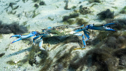 Wall Mural - A Blue Crab (Callinectes sapidus) takes a defensive posture when the camera gets too close, by spreading his beautiful blue claws to make himself appear larger than he really is. 