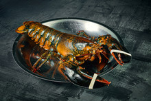 Close Up View On Live Boston Lobster In Bowl On Dark Background. Fresh Raw Lobster