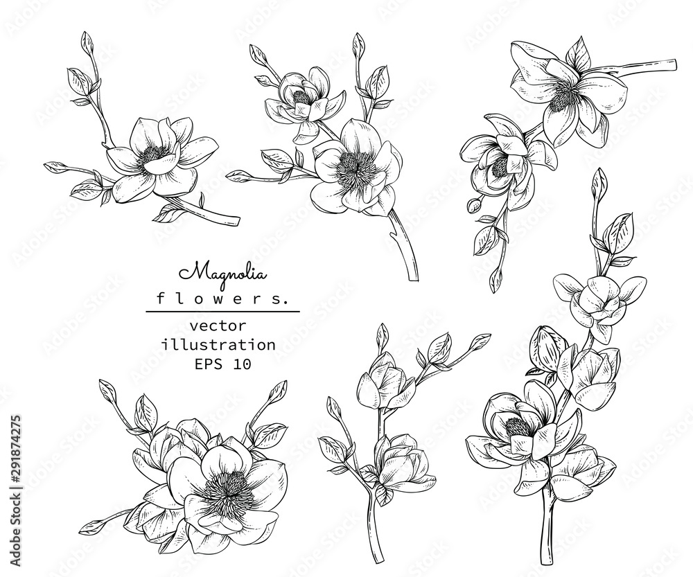 Sketch Floral Botany set. Magnolia flower and leaf drawings. Black and white with line art on white backgrounds. Hand Drawn Botanical Illustrations.Vector.Vintage styles. - obrazy, fototapety, plakaty 