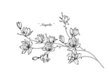 Sketch Floral Botany Set. Magnolia Flower And Leaf Drawings. Black And White With Line Art On White Backgrounds. Hand Drawn Botanical Illustrations.Vector.Vintage Styles.