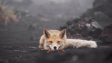 Wall Mural - funny fox in the wild. lies down, stretches and sticks out his tongue.