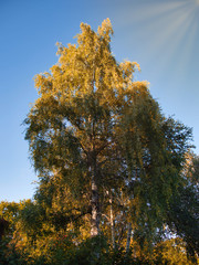 Wall Mural - treetop of a birch illuminated by the sun