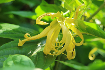 Poster - Cananga close up in garden