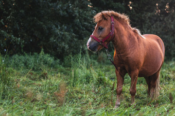 Horse on green natural background