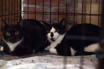 two scared black and white cats in a cage