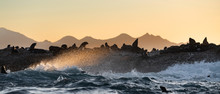 Seascape Of Storm Morning. The Colony Of Seals On The Rocky Island In The Ocean. Waves Breaking In Spray On A Stone Island.  Mossel Bay. South Africa