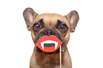 Wall Mural - Funny Halloween French Bulldog dog with vampire mouth with fangs paper photo prop held in front of muzzle isolated on white background