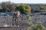 Fototapeta Sawanna - One Angolan Giraffe - Giraffa giraffa angolensis galloping nervously near a waterhole in Etosha national park, Namibia.
