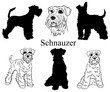 Schnauzer set. Collection of pedigree dogs. Black white illustration of a schnauzer dog. Vector drawing of a pet. Tattoo.
