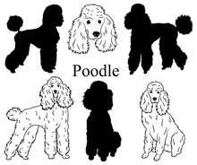Poodle Set. Collection Of Pedigree Dogs. Black White Illustration Of A Classic Poodle Dog. Vector Drawing Of A Pet. Tattoo.