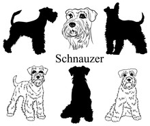 Schnauzer Set. Collection Of Pedigree Dogs. Black White Illustration Of A Schnauzer Dog. Vector Drawing Of A Pet. Tattoo.