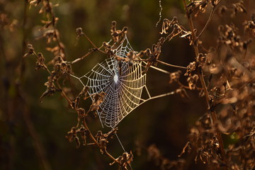 Wall Mural - Brown background with dry grass. Between the herbs the spider made a web. Spider web in dew