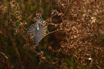 Wall Mural - Brown background with dry grass. Between the herbs the spider made a web. Spider web in dew