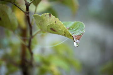 Wall Mural - Branches of trees entwined with cobwebs. From the leaves flowing drops of dew. Autumn foggy morning