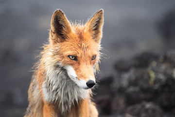 Wall Mural - wild fox looking into camera