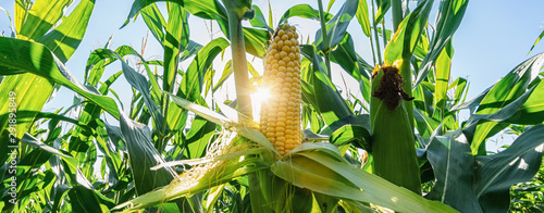 Fotografía Ear of corn in a field in summer before harvest, banner size