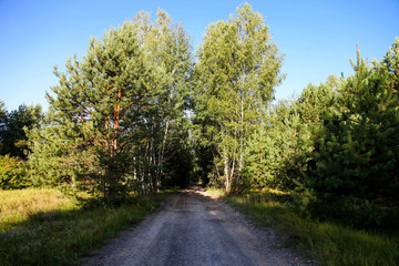 Canvas Print - Path leading to beautiful forest