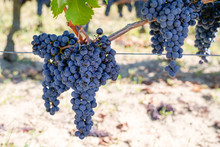 Ripe Cabernet Franc Grape On Vine In Saint Emilion Bordeaux Region Of France