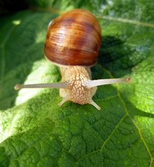 Snail gliding on the green leaf texture. Large white mollusk snail with light brown striped shell, crawling on burdock leaf. Helix pomatia, Burgundy snail, Roman snail, edible escargot.