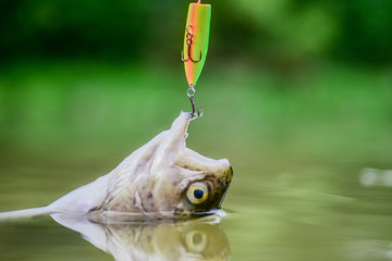 fish in trap close up. victim of poaching. save nature. on hook. silence concept. fish trout caught 
