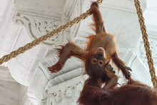 Playful Baby Orang Utan Hanging From Ropes In A Temple